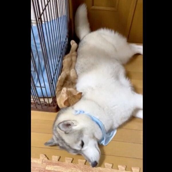ユキちゃんとケージの間でくつろぐレンちゃん
