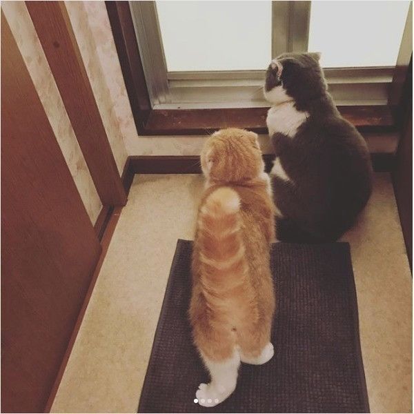 お風呂の順番待ちニャンズ