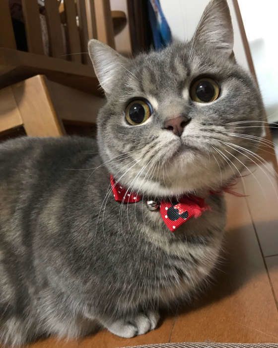 マンチカンのこうめちゃん、おすましフェイス♡