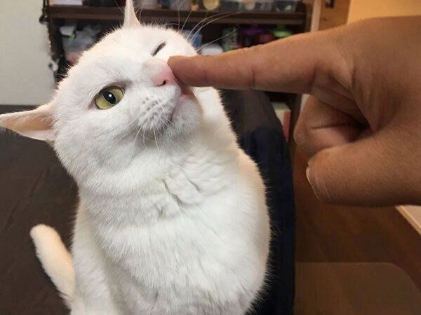 片目を閉じるハク様