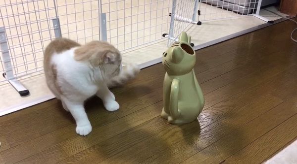 ジョウロにビビる猫