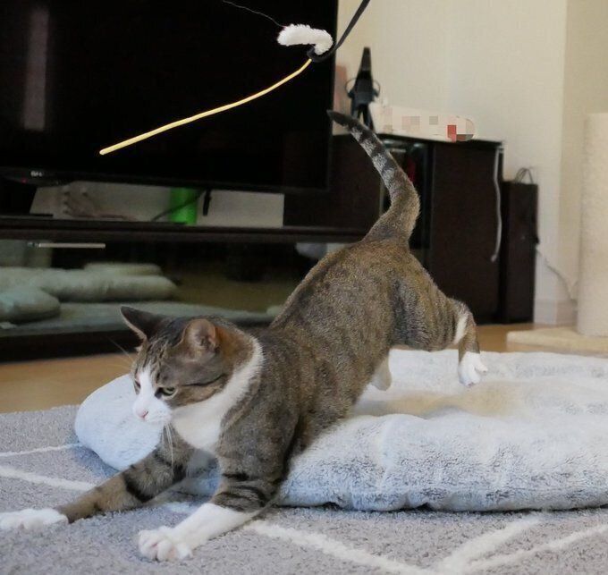 スライディングするちょこちゃん