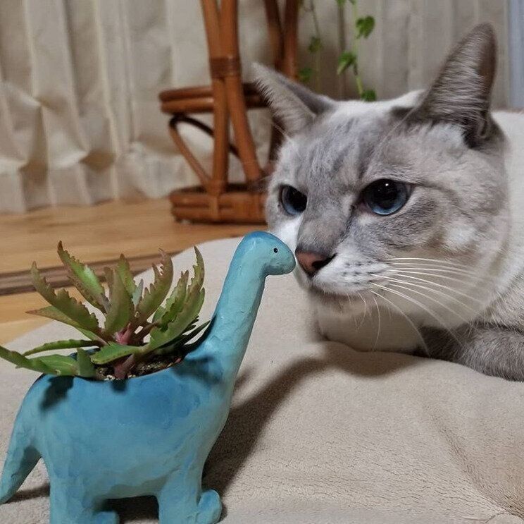 恐竜のプランターと鼻チューする猫