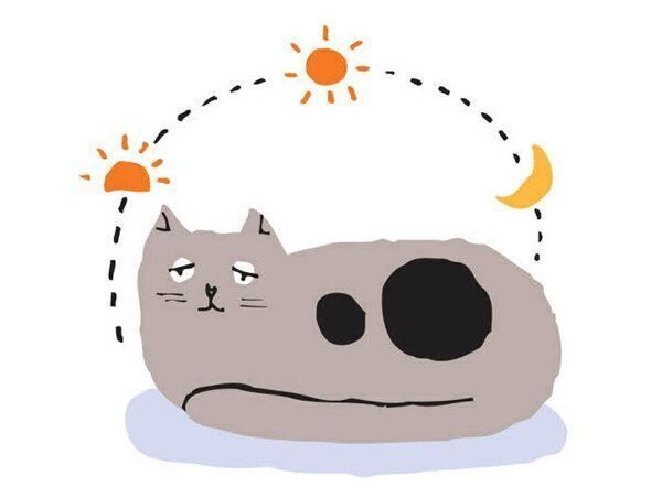 飼い主さんが気になる"おひとり猫"に関するアレコレ