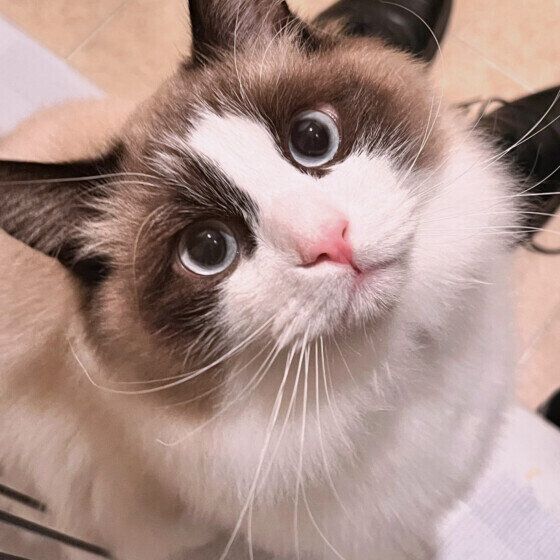 見つめるラグドール