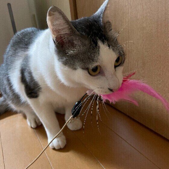 サバトラ猫のキラくん