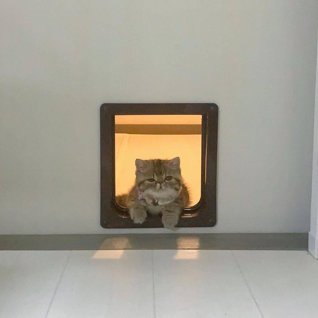 くつろいでいるぷっちょちゃん