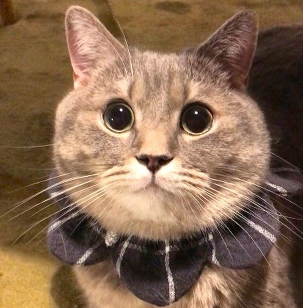 見つめるあぽろくん