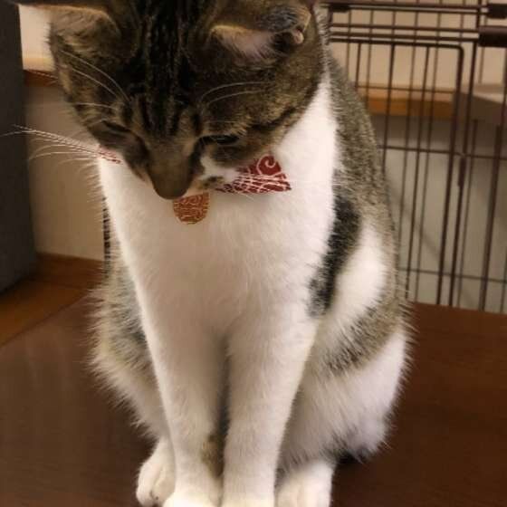 反省中のようなポーズ（MIX、メス）