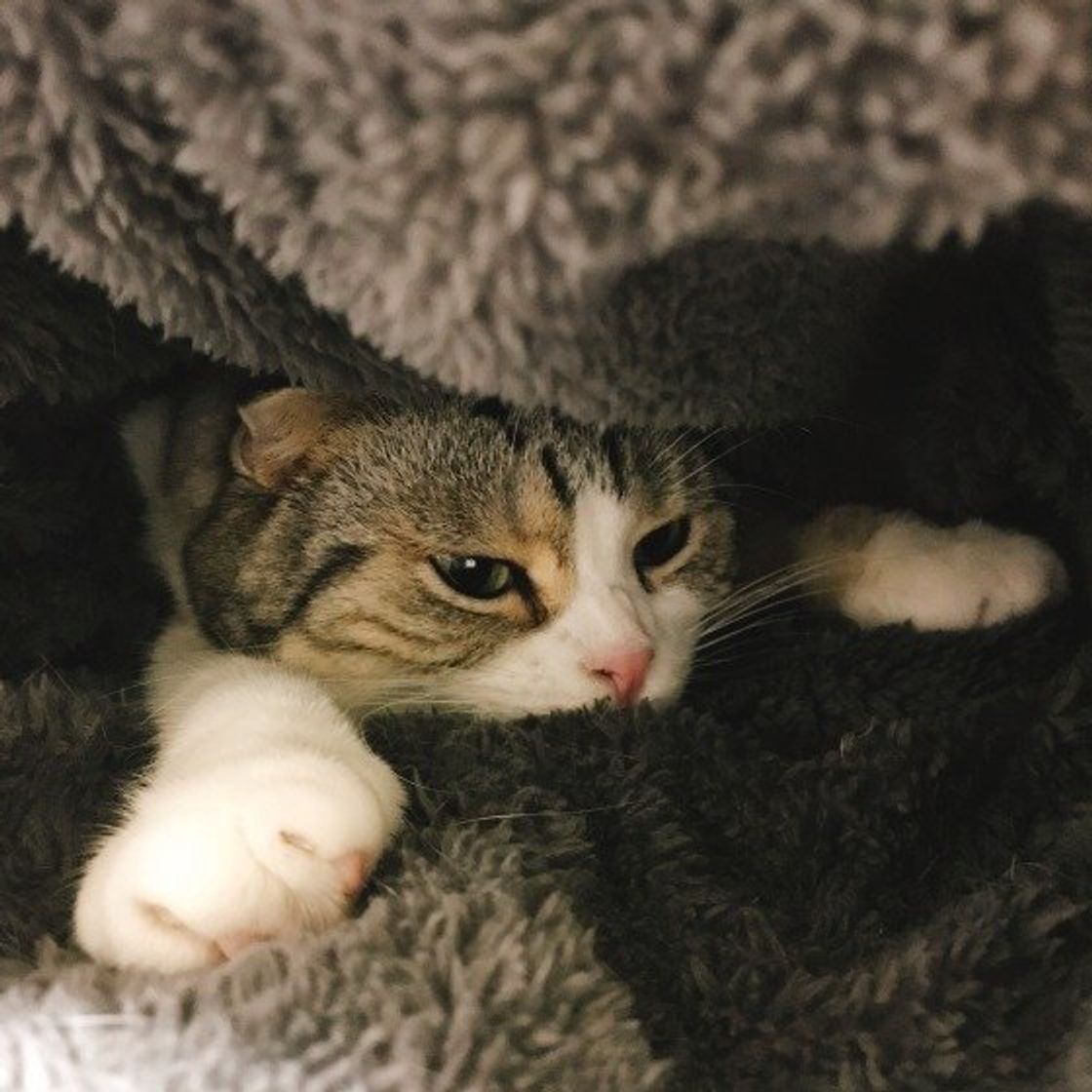 猫の幸せタイムのために 猫が ふみふみ している時のお約束 ねこのきもちweb Magazine 猫の幸せタイムのために 猫が ふみふみ している時のお約束 ねこのきもちweb Magazine