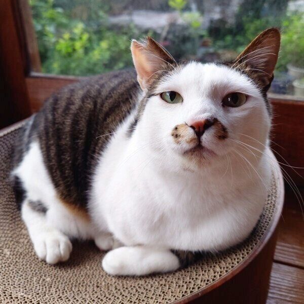 カメラ目線ののりまきくん