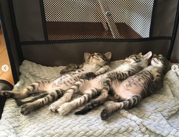 ヘソ天で眠る子猫