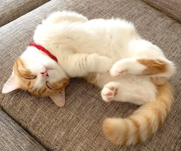 ぐっすり眠る茶太くん