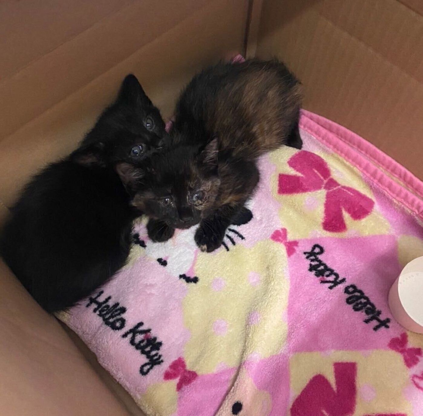 保護当時の子猫たち