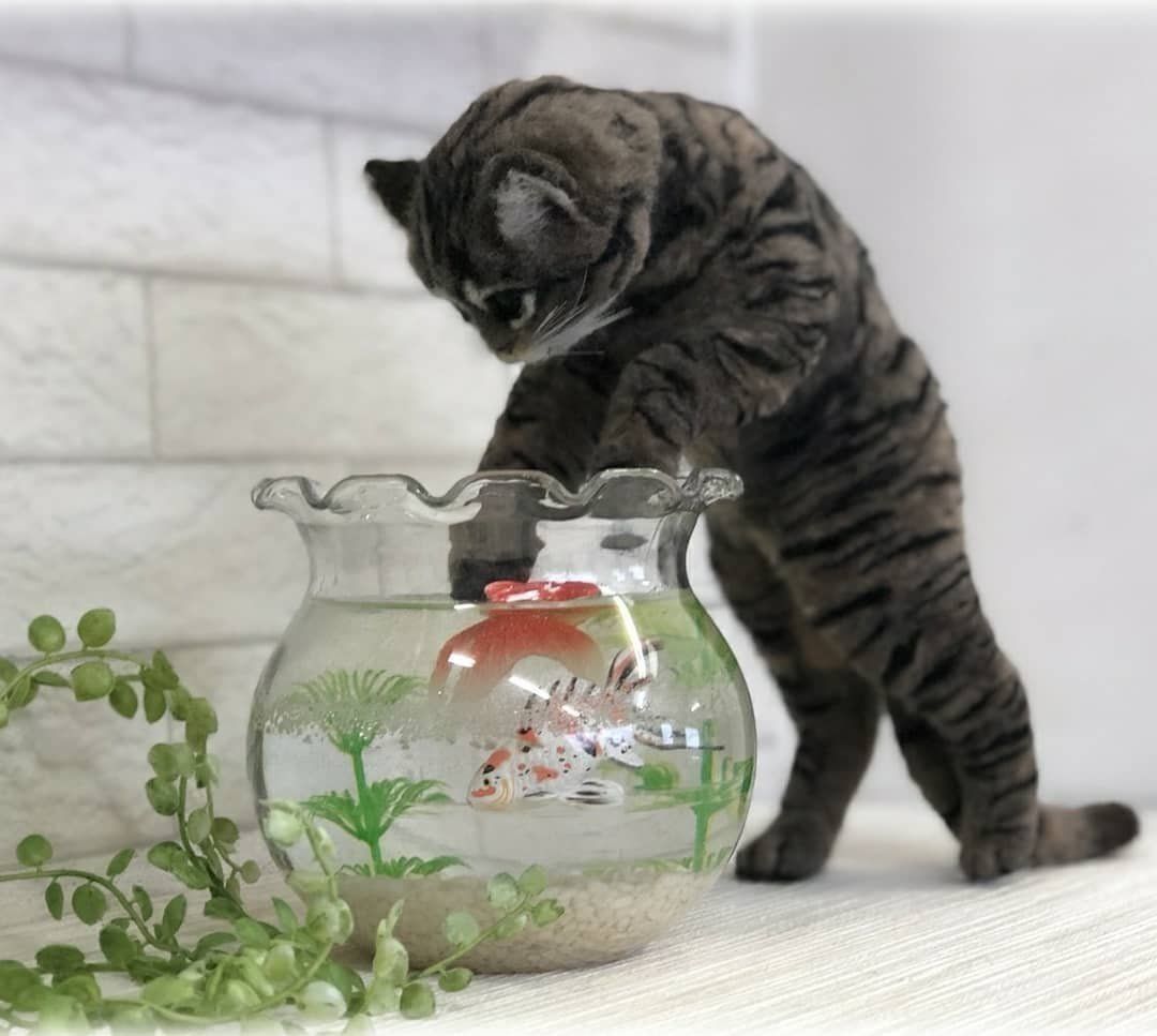 金魚を狙うキジトラ