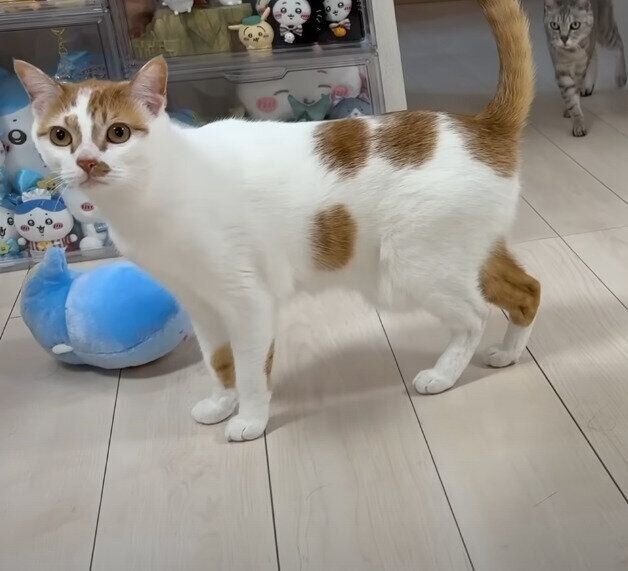 警戒している猫