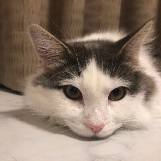 カーテン背景のメインクーン