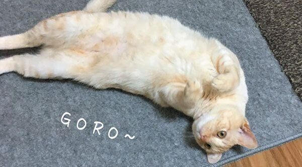 ヘソ天するふぅくん