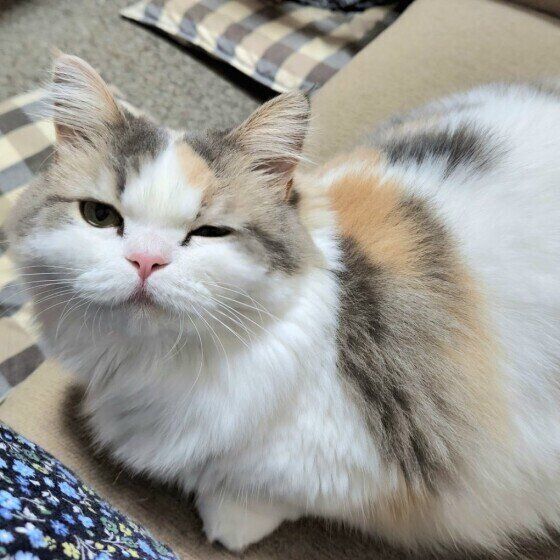 ウインクしているラテちゃん