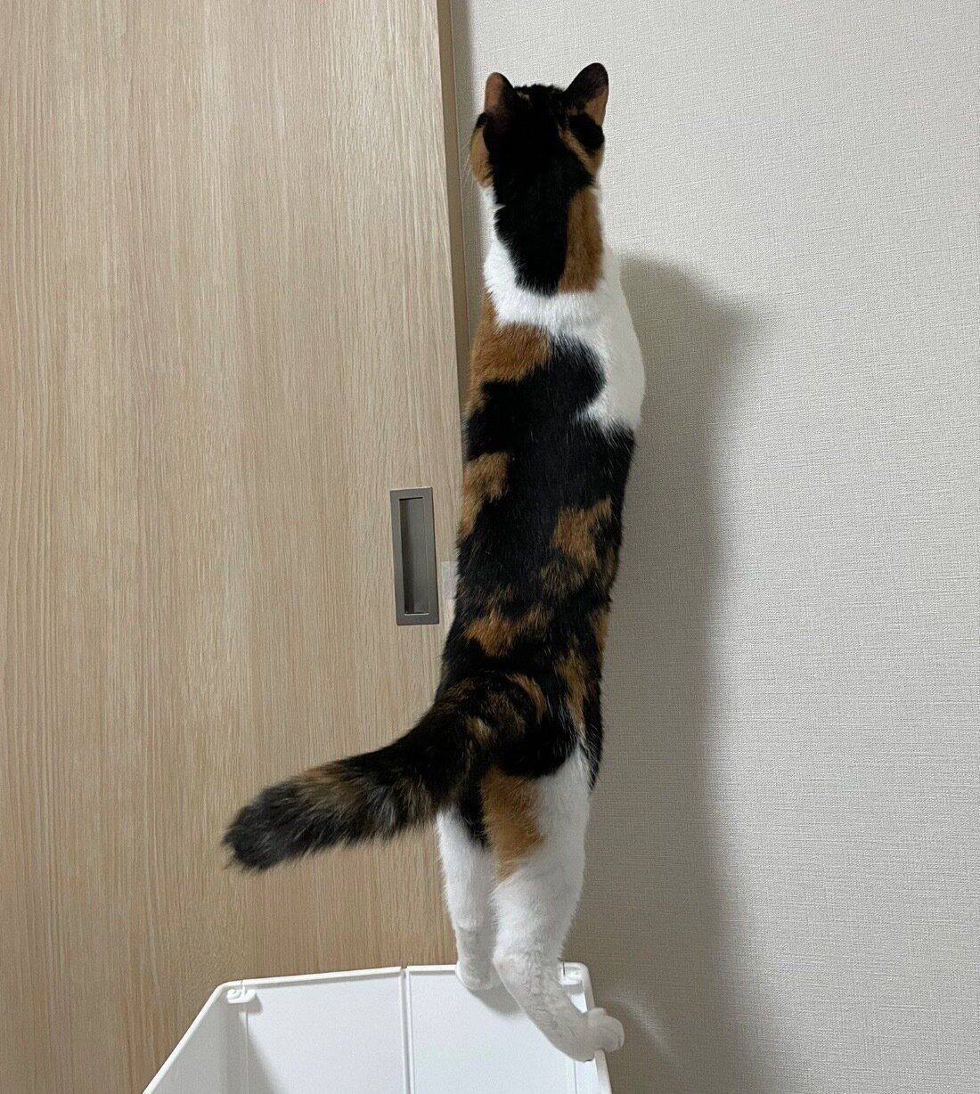 クローゼットを開けようとするなっちゃん