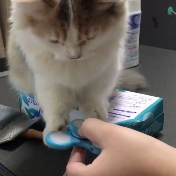 ハンドスピナーを回す猫