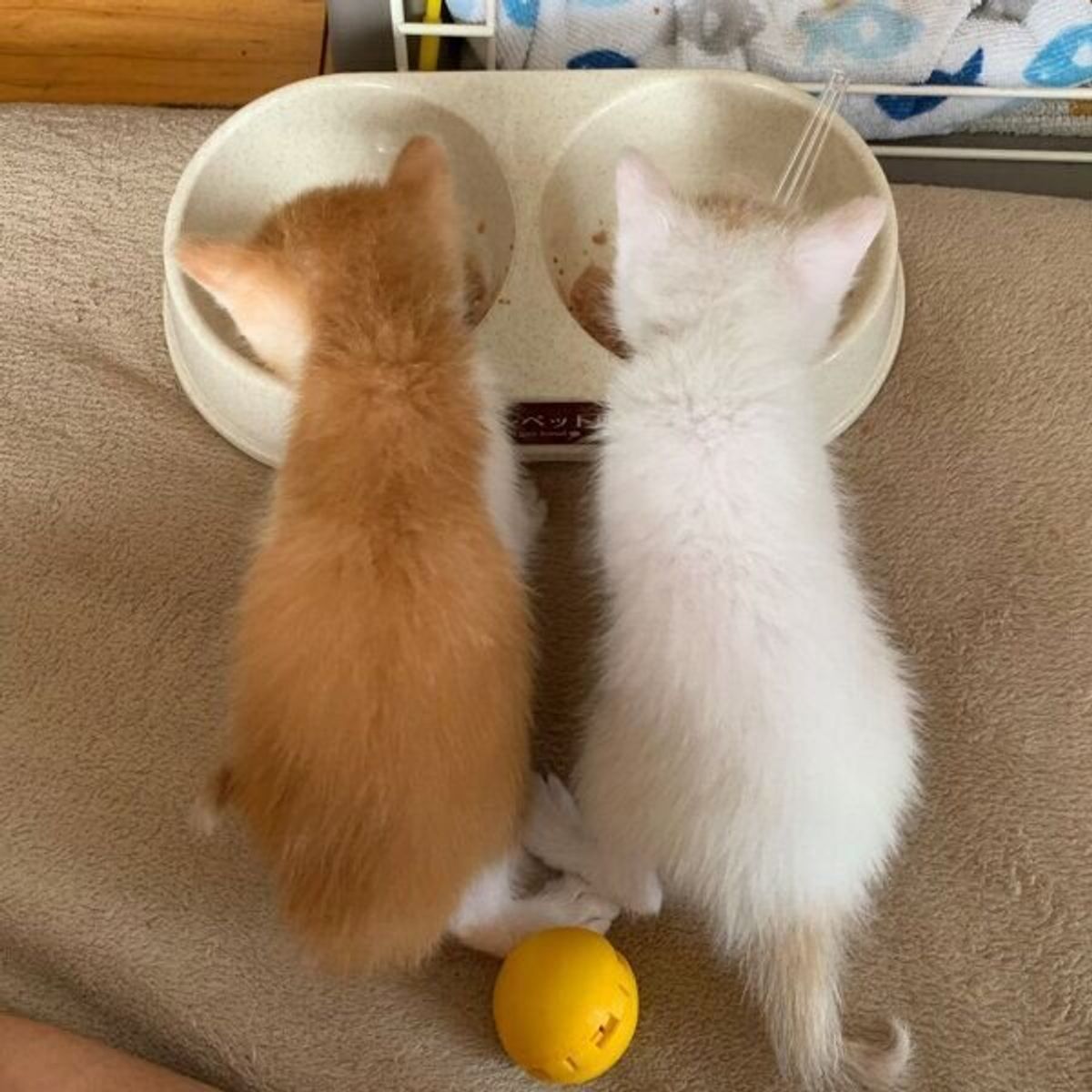 小さかった2匹の猫の背中 8カ月経った 成長ビフォー アフターの姿 が話題 ねこのきもちweb Magazine 小さかった2匹の猫の背中 8カ月経った 成長ビフォー アフターの姿 が話題 ねこのきもちweb Magazine