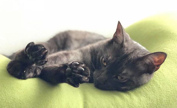 リラックスする猫