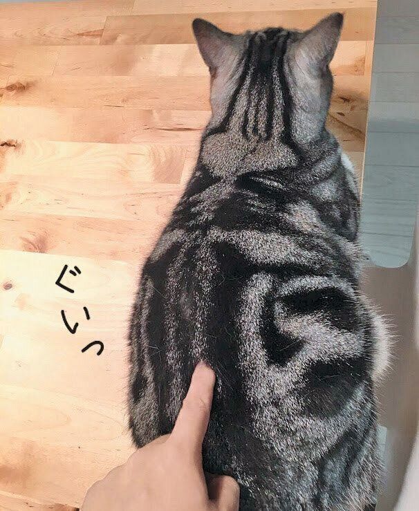 猫の百会をツボ押し