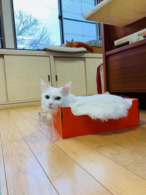 赤い箱に入っているメインクーン