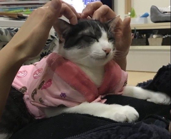 マッサージされて気持ち良さそうなMIX黒×白の猫