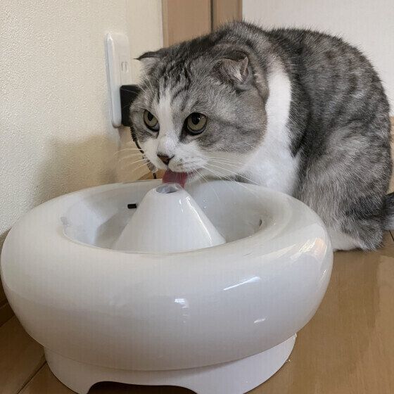 スコティッシュフォールドのわさびちゃん