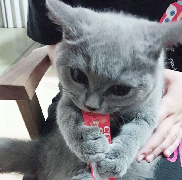 ちゅ〜るを食べるブリティッシュショートヘア