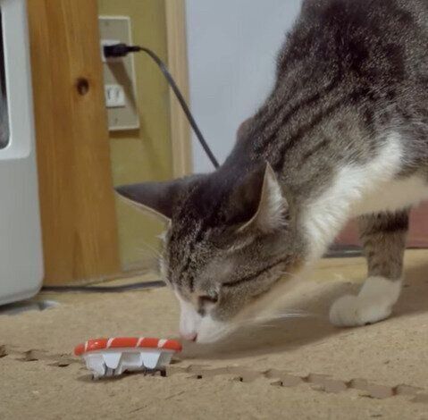 まぐろの寿司に興味津々なおはぎちゃん