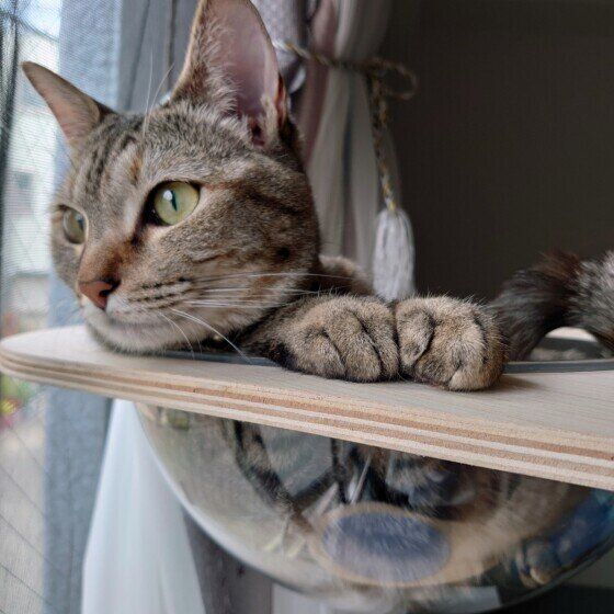 キジトラのモカちゃん