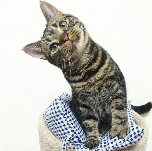 首をかしげる猫