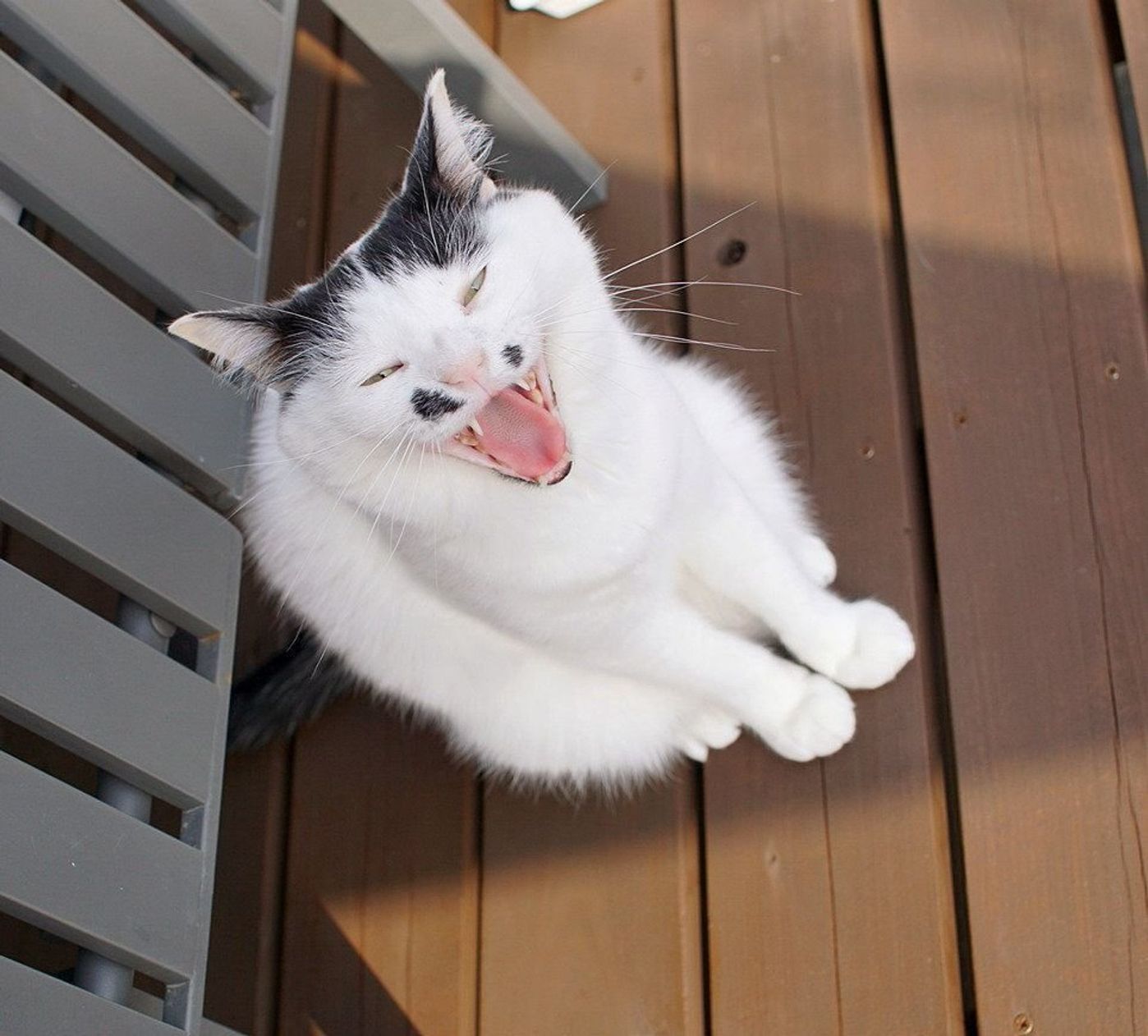 Instagramで見つけた 猫たちの爆笑 ほっこりな 変顔 7連発 ねこのきもちweb Magazine Instagramで見つけた 猫たちの爆笑 ほっこりな 変顔 7連発 ねこのきもちweb Magazine