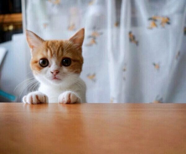 見つめるモチさん