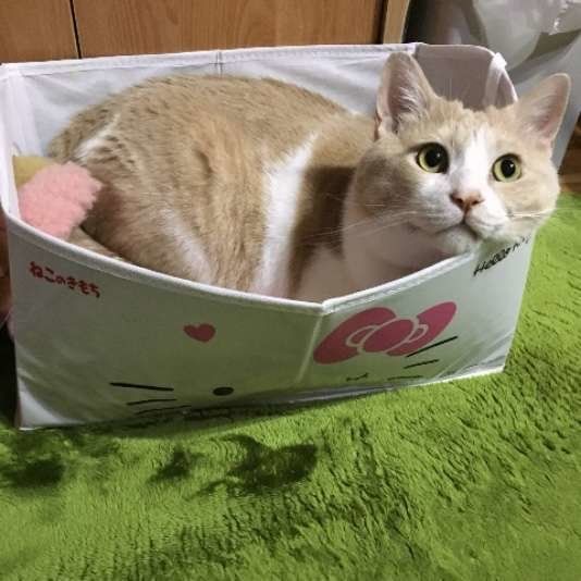 箱に収まる猫