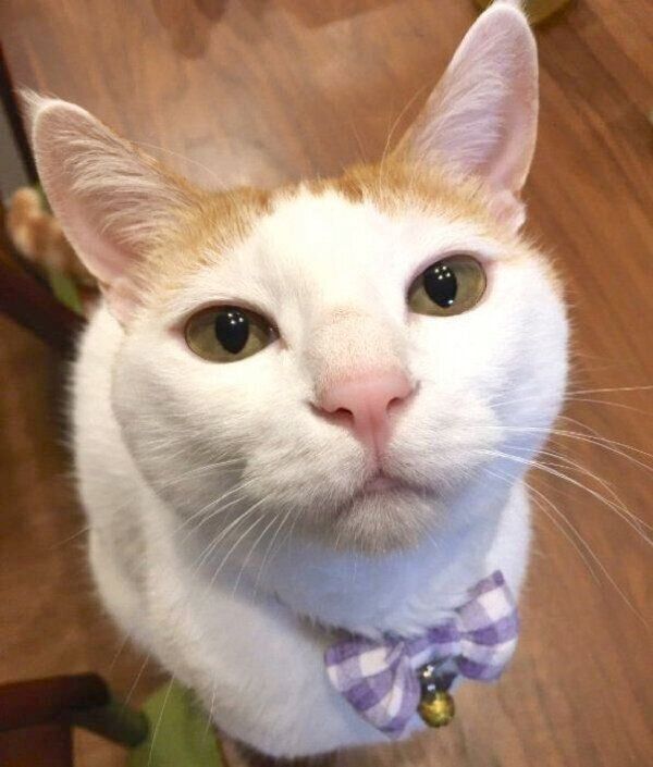 見つめるむぎちゃん