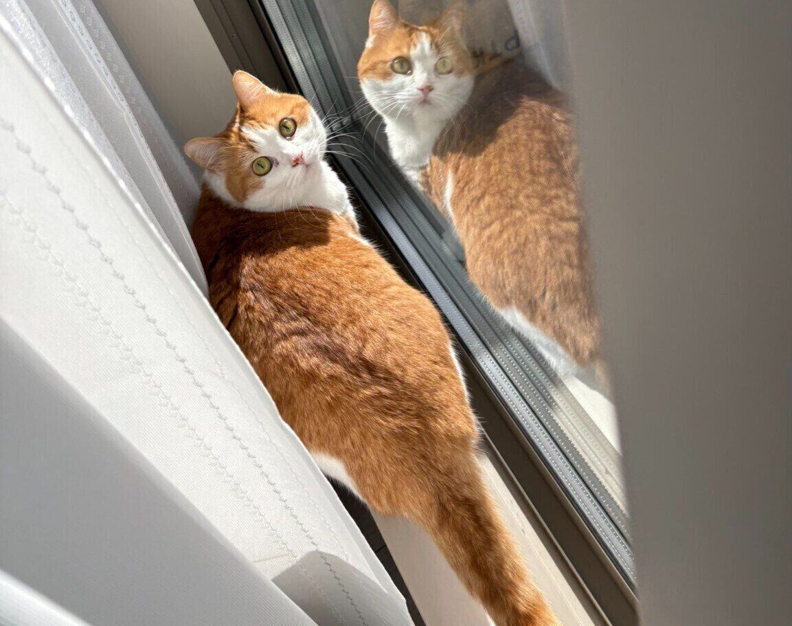 4才のマンチカン