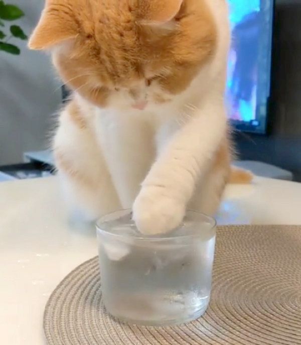 氷水で遊ぶスコティッシュフォールド