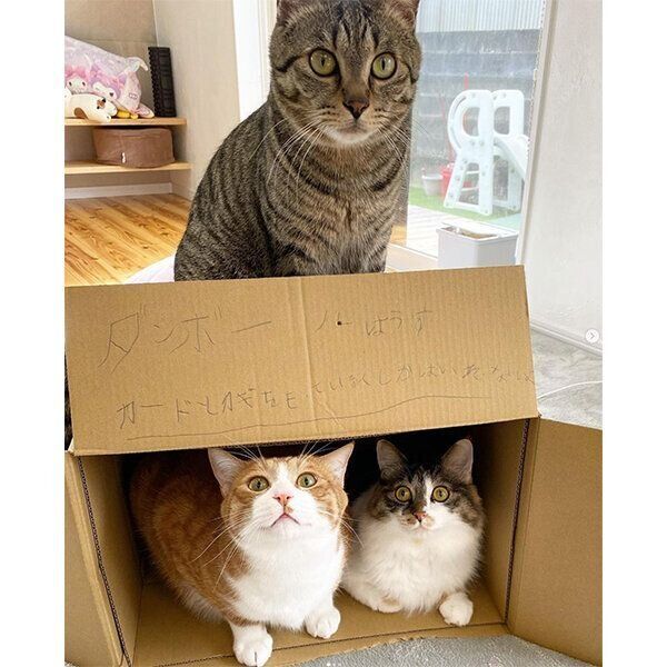 ナツくん、チャチャくん、ミケちゃん