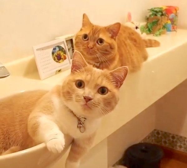 くつろぐマンチカン姉妹