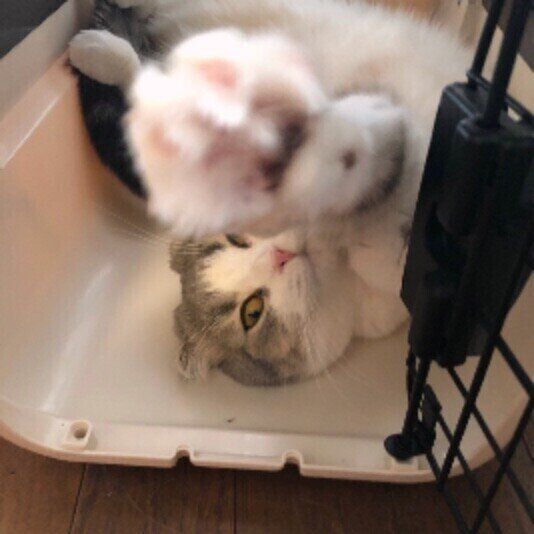 肉球を見せるスコティッシュフォールド