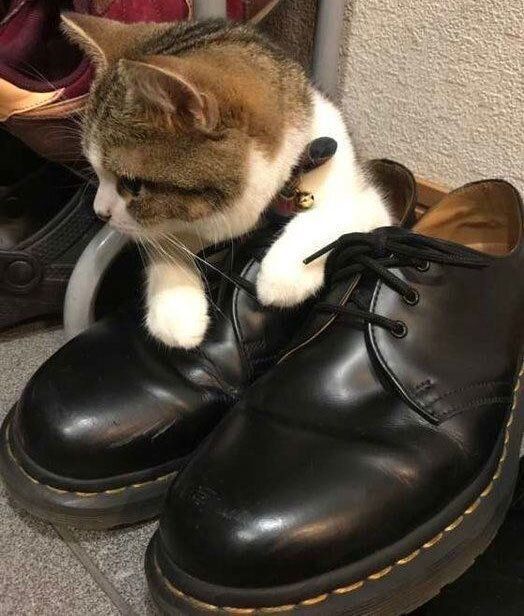 靴の中に入るスコティッシュフォールド