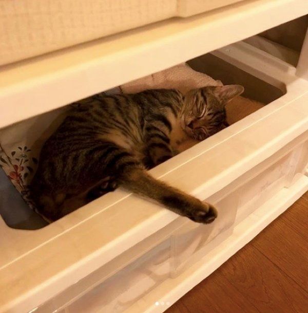 タンスで眠るキジトラ