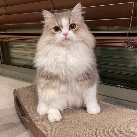 ミヌエットのヴィヴィちゃん