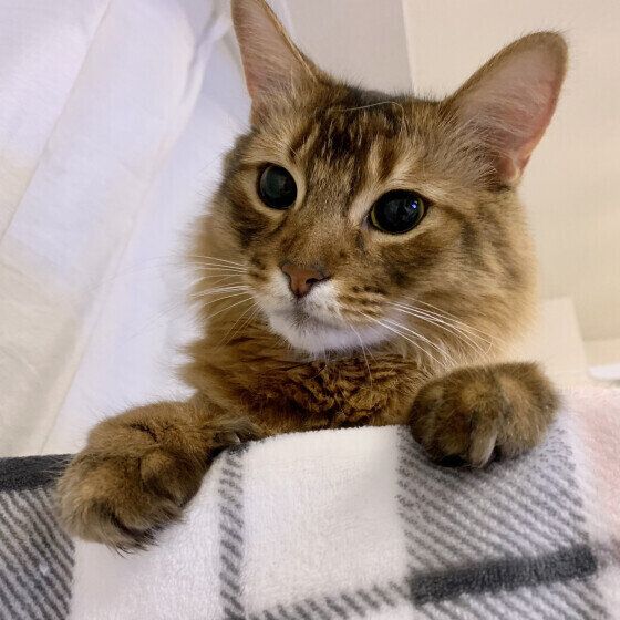 ソマリのモカくん♪