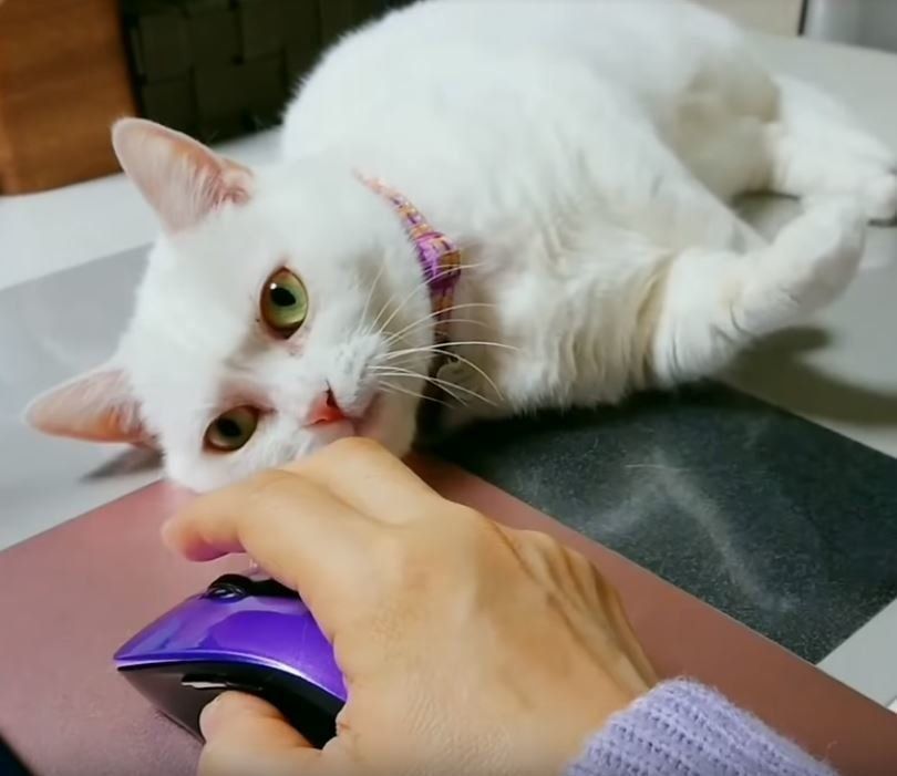 マウスにじゃれる猫