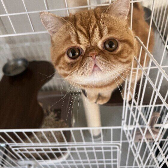 見つめるエキゾチックショートヘア